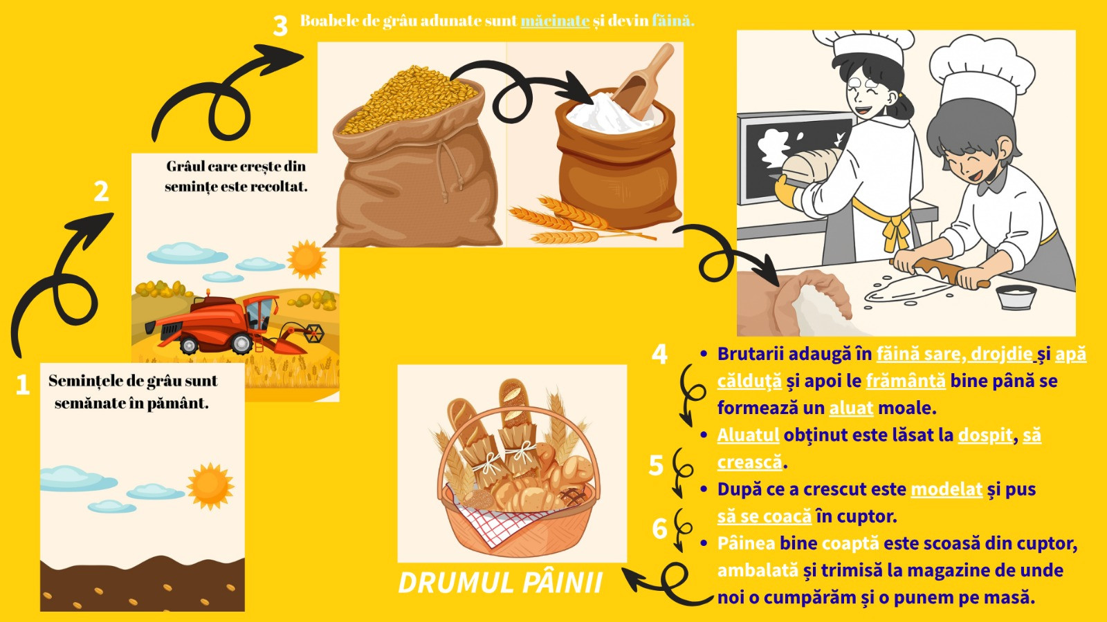 Etapele prin care boabele de grâu devin pâine.
