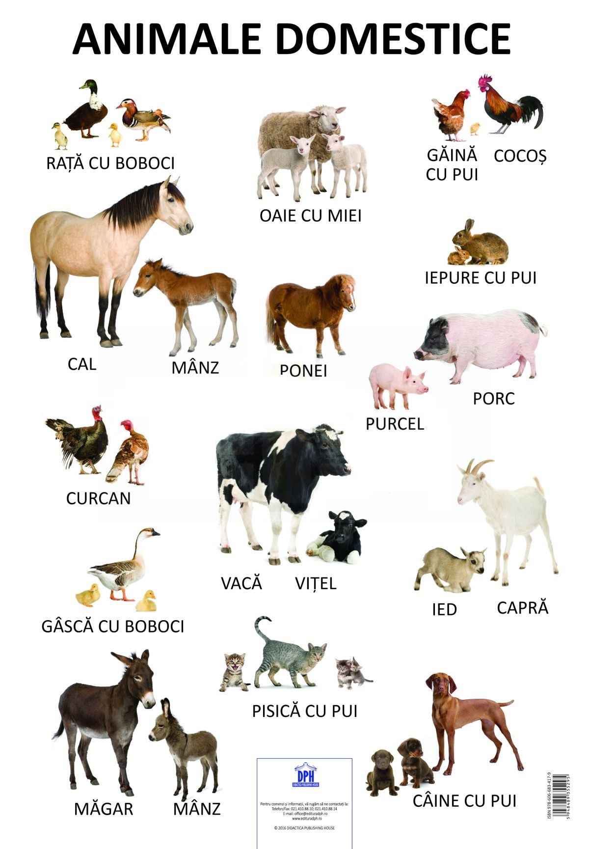 Animale domestice - Evaluare Grupa Mare
